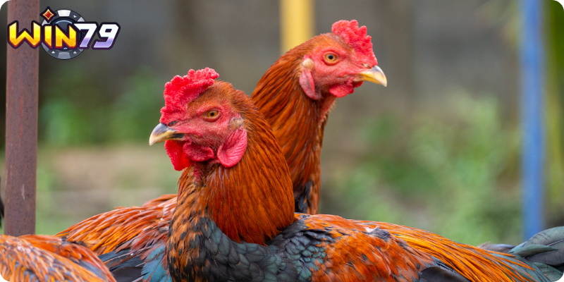 Thủ thuật xem tướng gà đá cực chuẩn tổng thể và lông